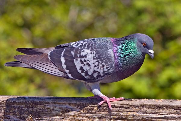 Rock Pigeon | Columba livia photo