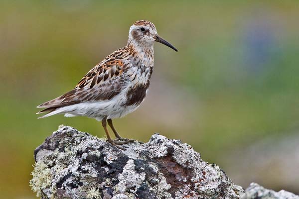 Rock Sandpiper | Calidris ptilocnemis photo