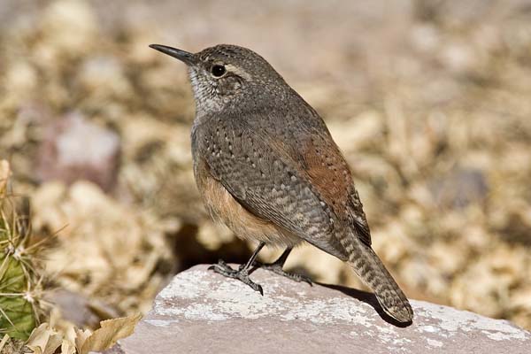 Rock Wren | Salpinctes obsoletus photo