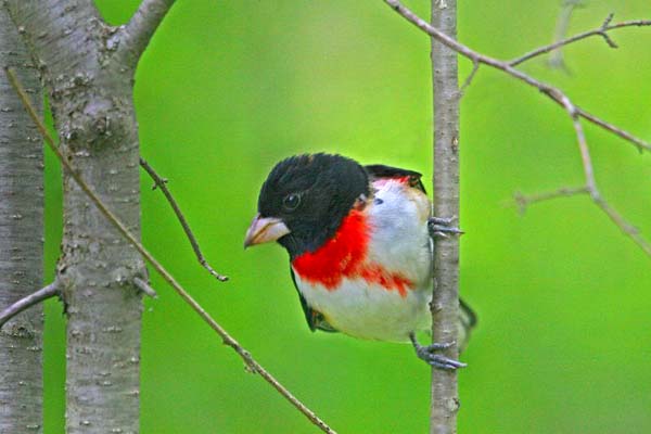 Rose-breasted Grosbeak | Pheucticus ludovicianus photo