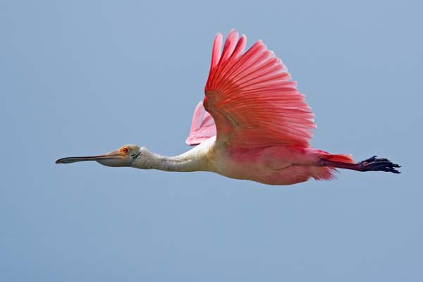 Roseate Spoonbill | Platalea ajaja photo