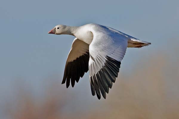 Ross's Goose | Chen rossii photo