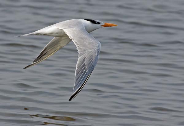Royal Tern | Thalasseus maximus photo