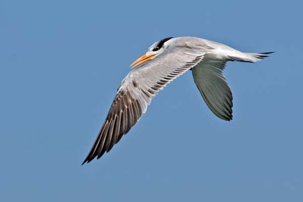 Royal Tern | Thalasseus maximus photo