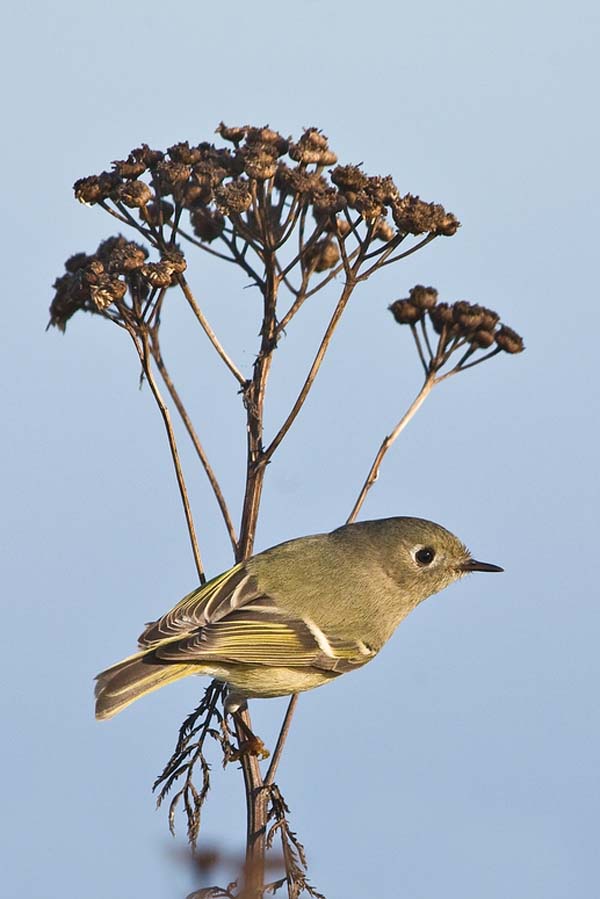 Ruby-crowned Kinglet | Regulus calendula photo