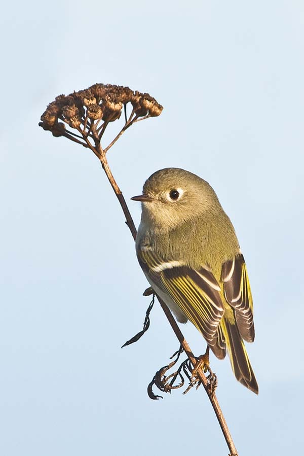 Ruby-crowned Kinglet | Regulus calendula photo