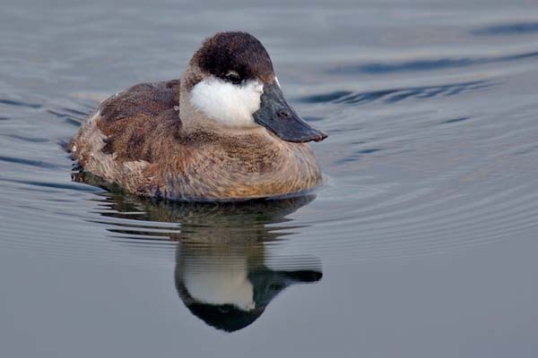 Ruddy Duck | Oxyura jamaicensis photo