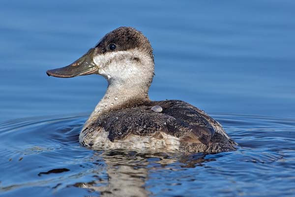 Ruddy Duck | Oxyura jamaicensis photo