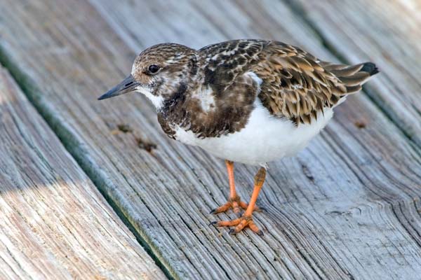 Ruddy Turnstone | Arenaria interpres photo