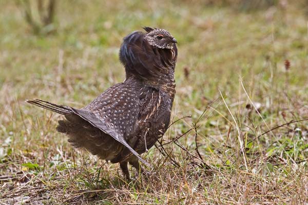 Ruffed Grouse | Bonasa umbellus photo