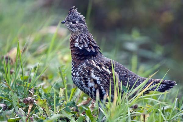 Ruffed Grouse | Bonasa umbellus photo