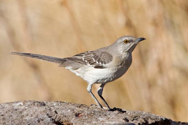 Sage Thrasher | Oreoscoptes montanus photo