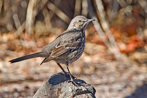 Sage Thrasher | Oreoscoptes montanus photo