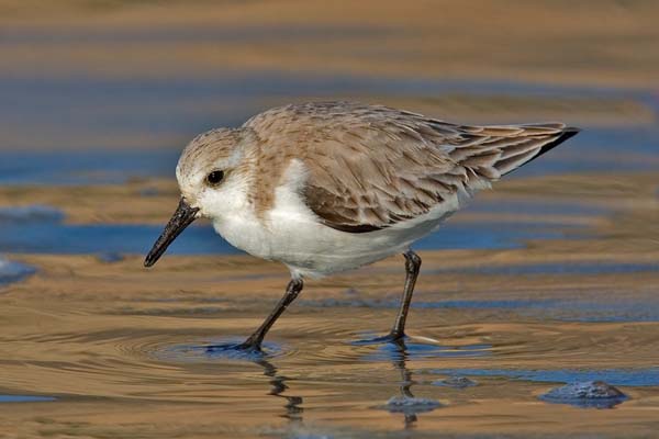 Sanderling | Calidris alba photo