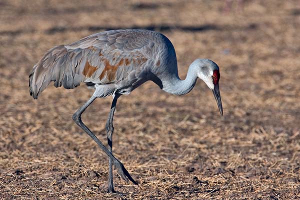 Sandhill Crane | Grus canadensis photo