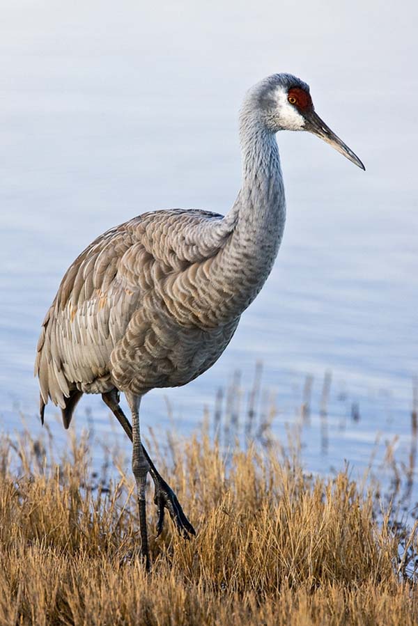 Sandhill Crane (Grus canadensis)