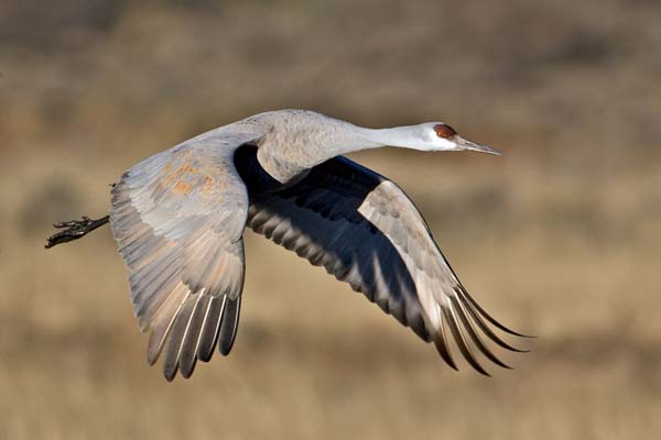 Sandhill Crane | Grus canadensis photo