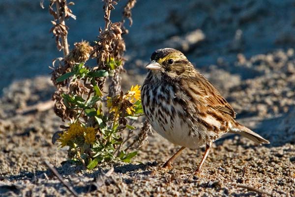 Savannah Sparrow | Passerculus sandwichensis photo