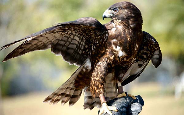 Short-tailed Hawk | Buteo brachyurus photo