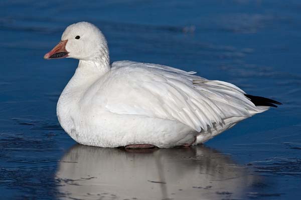 Snow Goose | Chen caerulescens photo