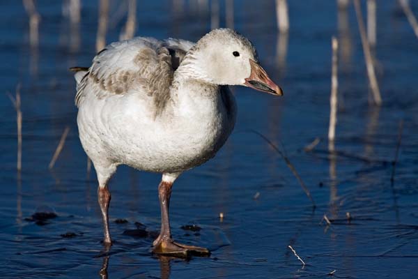 Snow Goose | Chen caerulescens photo