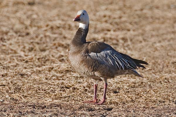 Snow Goose | Chen caerulescens photo