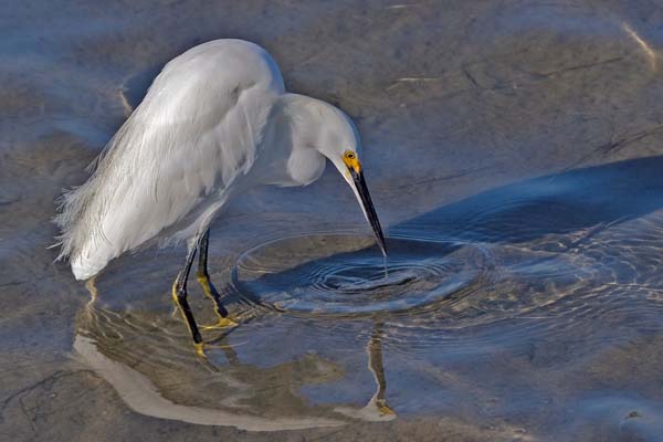 Snowy Egret | Egretta thula photo