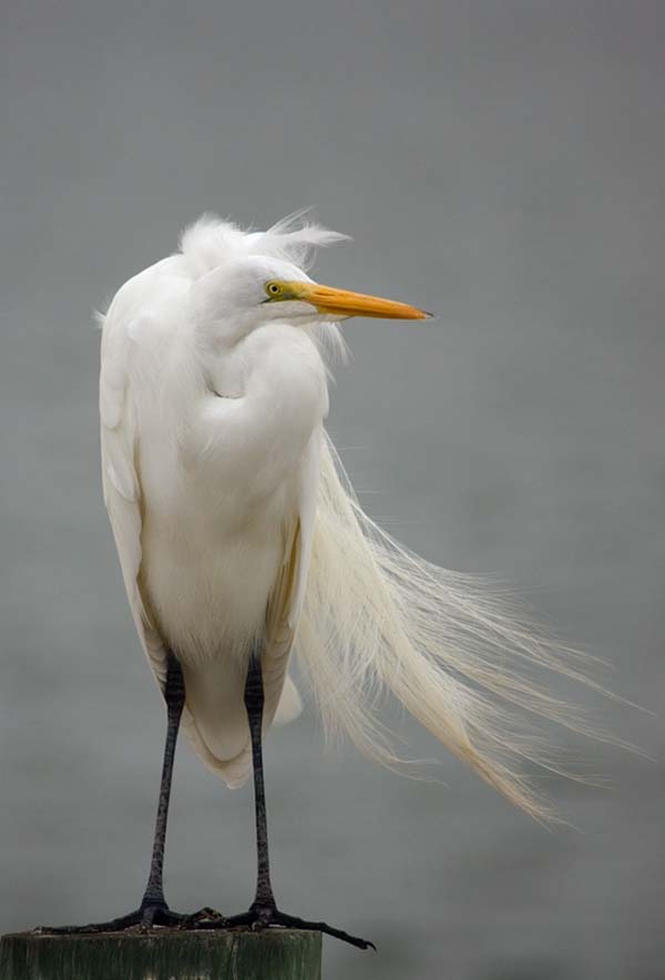 Snowy Egret | Egretta thula photo