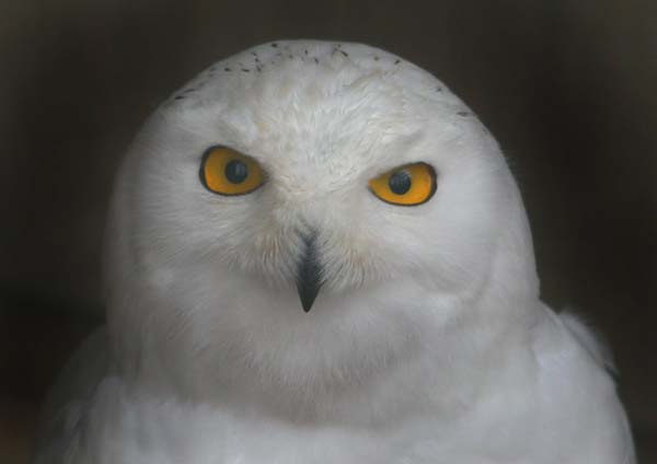 Snowy Owl | Bubo scandiacus photo