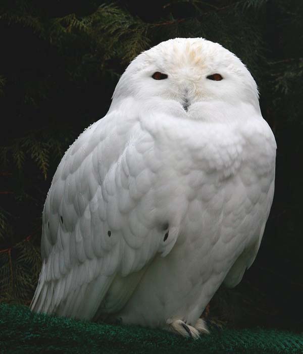 Snowy Owl | Bubo scandiacus photo