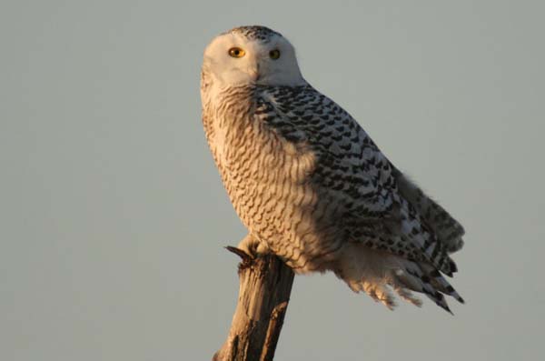 Snowy Owl | Bubo scandiacus photo