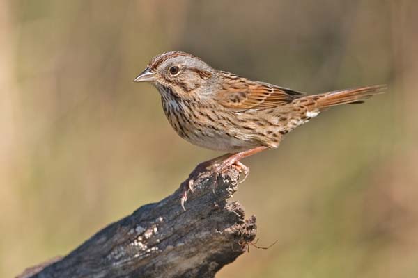 Song Sparrow | Melospiza melodia photo