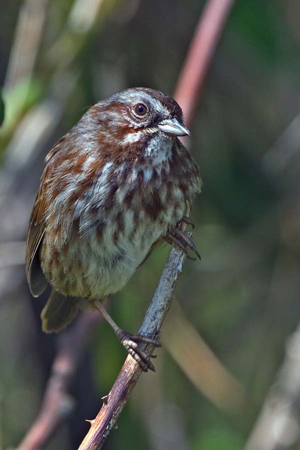 Song Sparrow | Melospiza melodia photo