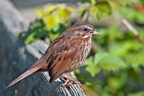 Song Sparrow | Melospiza melodia photo