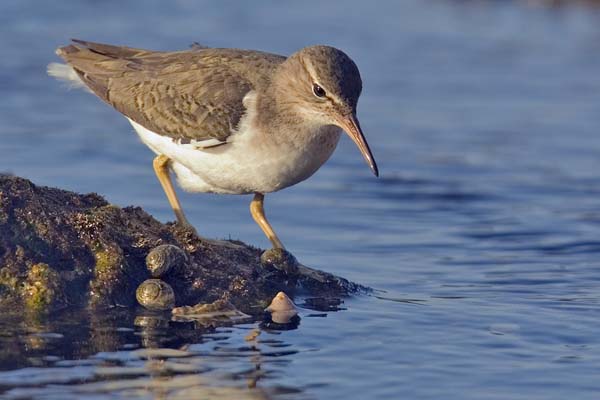 Spotted Sandpiper | Actitis macularius photo