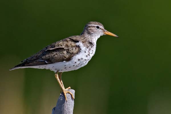 Spotted Sandpiper | Actitis macularius photo