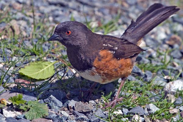 Spotted Towhee | Pipilo maculatus photo