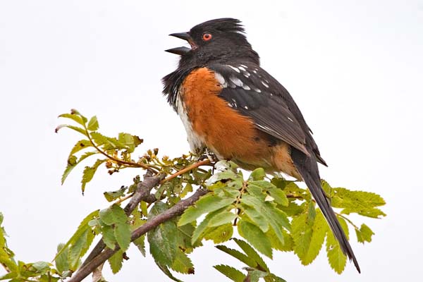 Spotted Towhee | Pipilo maculatus photo