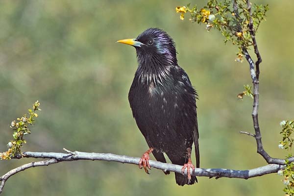 European Starling | Sturnus vulgaris photo