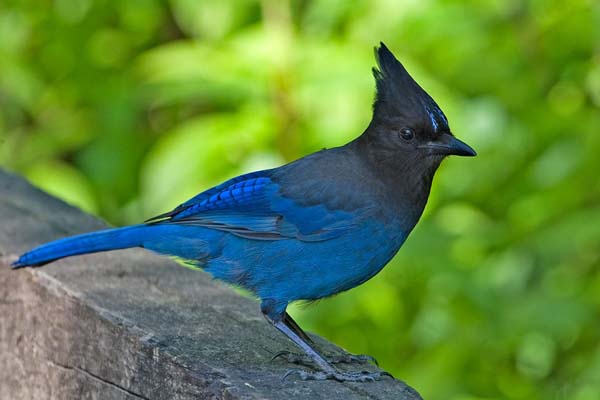 Steller's Jay | Cyanocitta stelleri photo