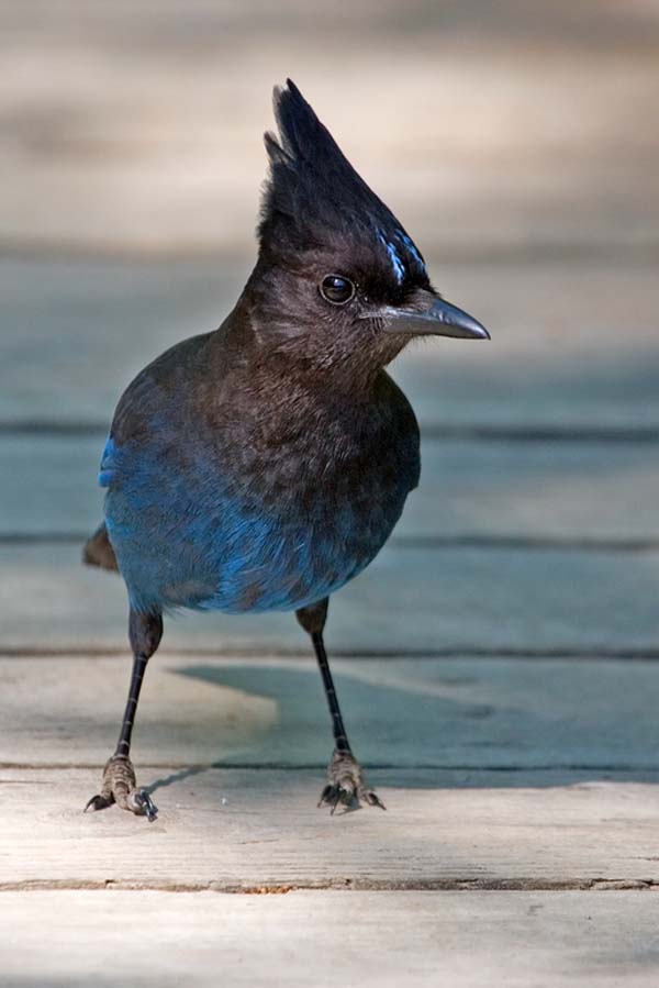 Steller's Jay | Cyanocitta stelleri photo