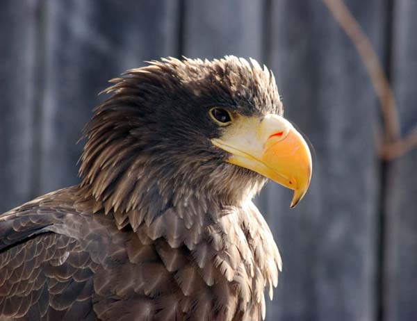 Steller's Sea-Eagle | Haliaeetus pelagicus photo