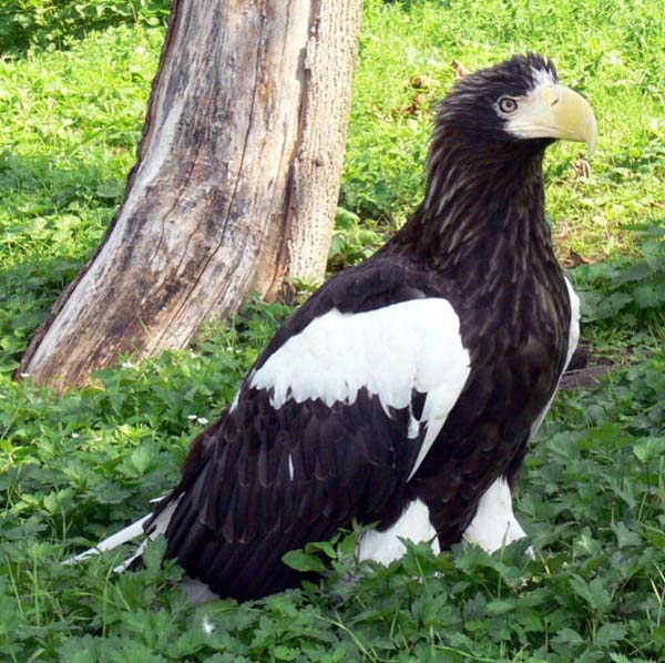 Steller's Sea-Eagle | Haliaeetus pelagicus photo