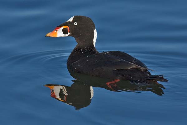 Surf Scoter | Melanitta perspicillata photo