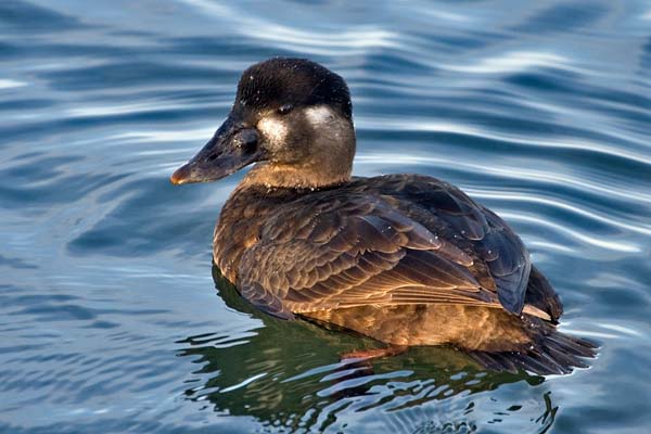 Surf Scoter | Melanitta perspicillata photo