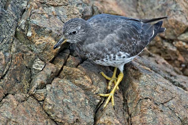 Surfbird | Aphriza virgata photo