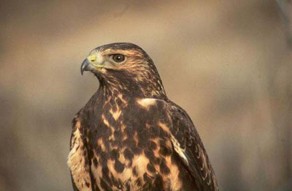 Swainson's Hawk | Buteo swainsoni photo