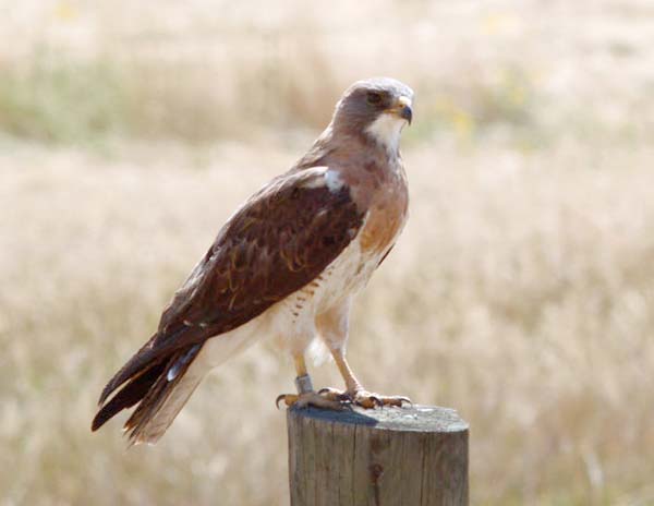 Swainson's Hawk | Buteo swainsoni photo