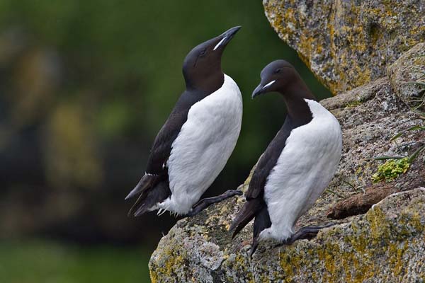 Thick-billed Murre | Uria lomvia photo