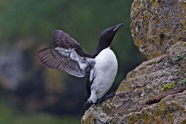 Thick-billed Murre | Uria lomvia photo